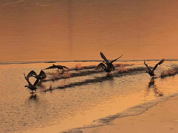 412MW！錦州陽(yáng)光獲國(guó)電投青海高效雙面組件訂單